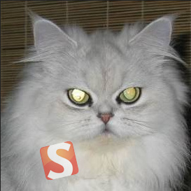 soft98 soft98